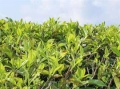 Darjeeling_FirstFlush_2024.jpg